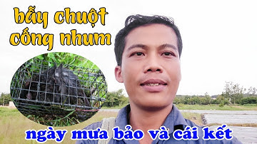 Thú vui dân dã #119 | bẫy chuột cống nhum ngày mưa bảo #Lâm Hậu Giang Vlog