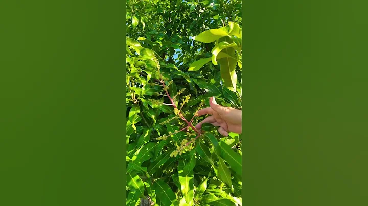 Crème Brûlée Mango Flowers and Fruit on the SAME branch! #mango #flowers - DayDayNews