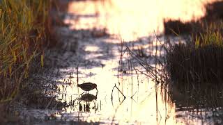 Bokje Sint Laurense Weihoek 08052025