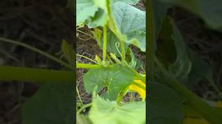 Огурцы попрут урожай обеспечен #сад #дача #урожай #огород #огурцы