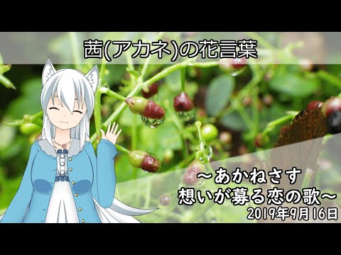 日刊動画 2019年9月16日 茜 アカネ の花言葉 Youtube