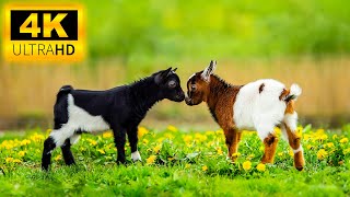 Baby Animals Beauty 4K (60FPS) UHD - Cute Wild Animals With Relaxing Music (Dynamic Colors)