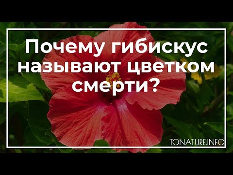 Почему гибискус называют цветком смерти? | toNature.Info