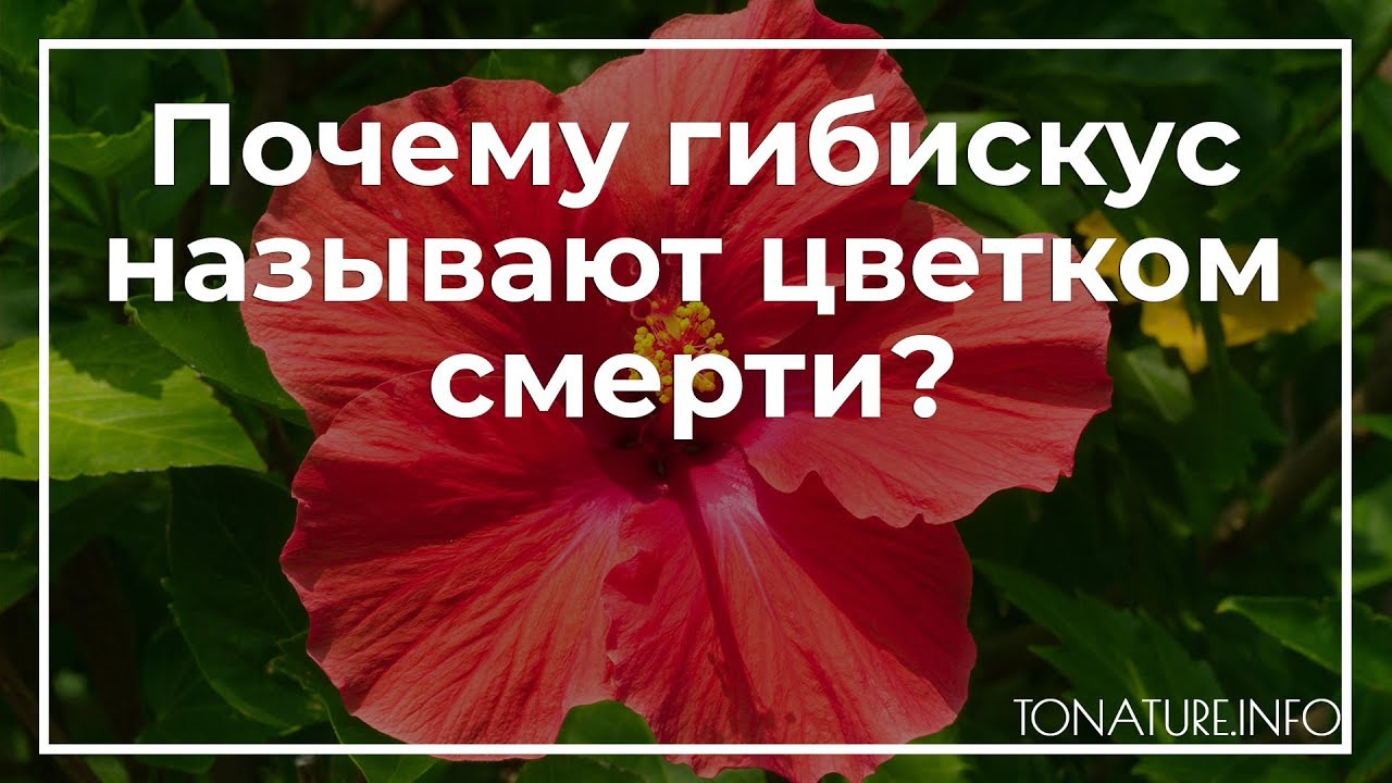 Почему гибискус называют цветком смерти? | toNature.Info