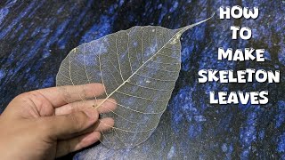 How To Make Skeleton Leaves Using Peepal Leaves | DIY Skeleton Leaf Tutorial 