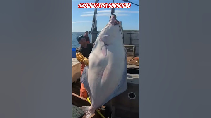 Huge Alaskan halibut. Biggest fish of season#halibut #fish 🐟viral#alaskanadventure #ocean@sunilg7791