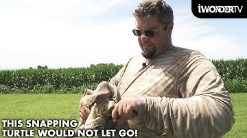 Bitten By A Snapping Turtle Gone Wrong