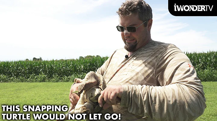 Bitten By A Snapping Turtle Gone Wrong