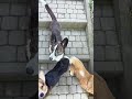 Długi Bob corgi #psy #puppy #welshcorgi #szort #cute #pembroke #doglife #youtubeshorts