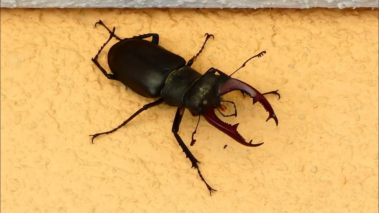 Hirschkäfer Riesen Käfer. Der größte in Österreich und Deutschland