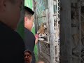 I kissed my baby,🦁♌#animals #lion #wildlife #trending
