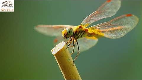 Những điều thú vị mà bạn không biết về Chuồn Chuồn - THT Pro 5