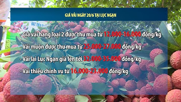 Vải thiều chính vụ Bắc Giang được mùa được giá