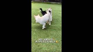 【生後100日目】100日間ありがとうございました！ #Shorts