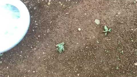 X-COILS 20" SPIRAL MONO