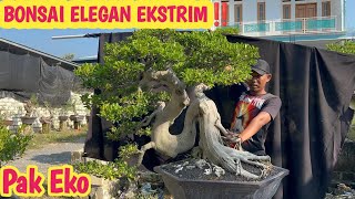 Ekstrimharga Bonsai Elegan Kimengsantigi Dll spek Kontes 082331638393 jeckpaeybonsai91 