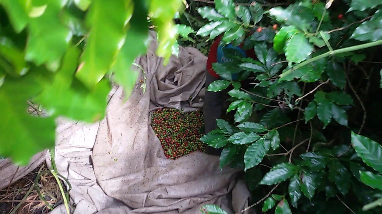 Coffee Stripping In The Bush Youtube