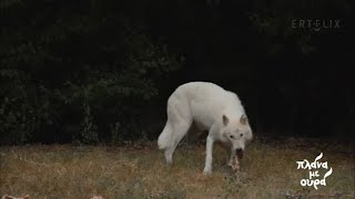 Οι λύκοι του Αρκτούρου και όσα θέλετε να ξέρετε γι'αυτούς | 12/12/2020 | ΕΡΤ