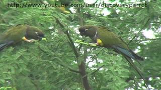 Burrowing parrots from Chile