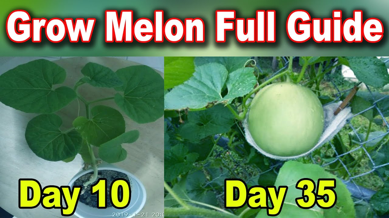 How to grow melon/ rockmelon/ honeydew melon complete growing guide