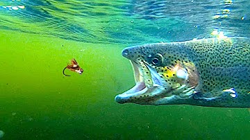 Onderwaterforelaanvallen, visgedrag en verbazingwekkende time-lapses die ik op mijn harde schijf ...