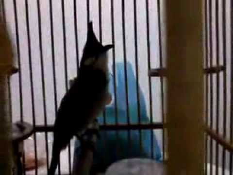 Suara Burung Trucuk Cocok Buat Master Youtube