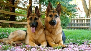 Top 15 Reasons Why You Would Want a German Shepherd by Top Dog Videos 181 views 2 years ago 10 minutes, 11 seconds