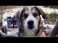 😺 Впустите, мы хорошие! 🐶 Смешное видео с собаками, кошками и котятами! 🐱