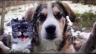 😺 Let us in, we are decent! 🐶 Funny video with dogs, cats and kittens! 🐱