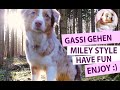 Gassi gehen im Miley Style - Den Hund glücklich machen