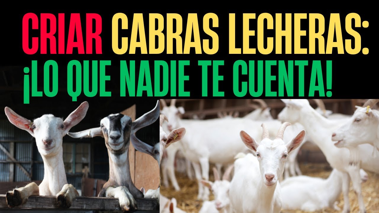 Nadie me advirtió de ESTO antes de criar cabras lecheras