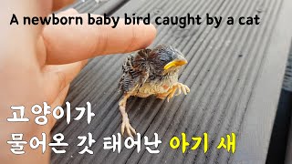 A newborn baby bird caught by a cat by 펜션 고양이랑 30,322 views 2 years ago 4 minutes, 52 seconds