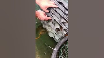 Câu cá Nông thôn Tốt nhất Châu Á 🐟 Kỹ thuật Câu Cá Tuyệt vời 🐟 #shorts