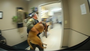 Man Gets Instant Karma After Shooting Police Dog