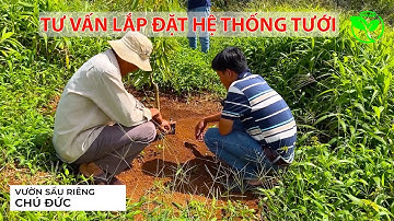 Tư vấn lắp đặt hệ thống tưới cho cây ăn trái | vnplant