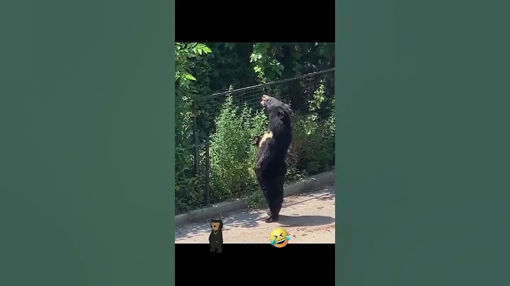 Is This BEAR Walking On His Hind Legs? (Didn't know They Could Do This)
