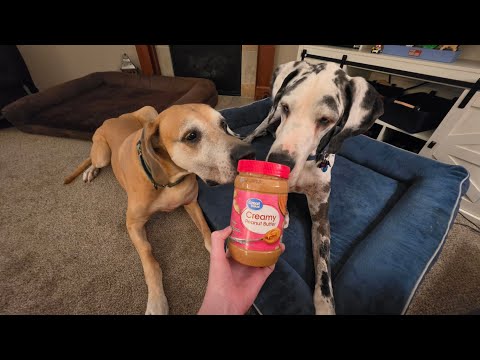 Dogs eat peanut butter asmr