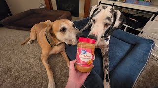 Dogs eat peanut butter asmr