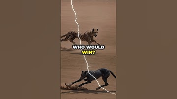 Who Would Win in a Speed showdown Between A Greyhound and A Cheetah? #cheetah #greyhound #animals