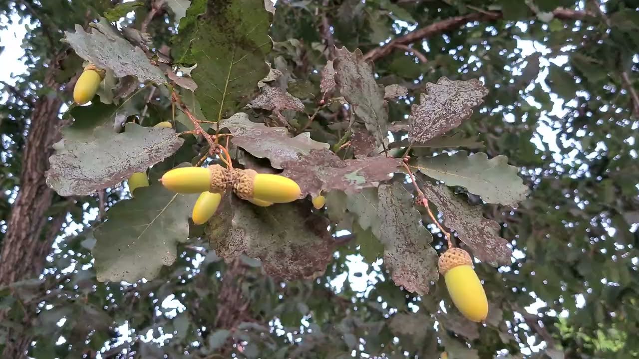 אלון התולע עם בלוטים Quercus infectoria with acorns