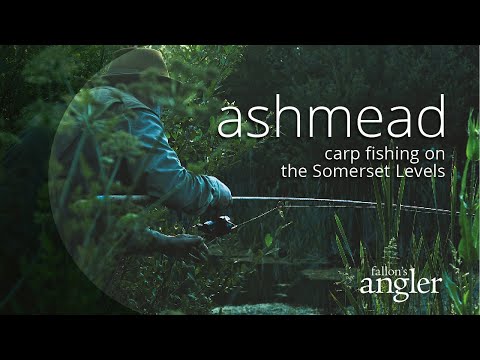 Video: Ashmead se pit-inligting - Leer hoe om Ashmead se pit-appelbome te kweek