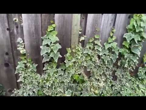 Video: Garden Ivy (21 Photos): Description Of A Frost-resistant Evergreen Perennial Outdoor Plant. What Does A Fence Braided With It Look Like? How To Propagate Ivy?