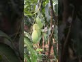 തായ്ലൻഡിൽ നിന്നുള്ള അതിമധുരമുള്ള 'നാം ഡോക് മൈ ഗോൾഡ്' മാവിനെ പരിചയപ്പെടാം.