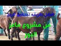 ماعز بور الطريقه الصحيحه للربح من مشروع ماعز البور 