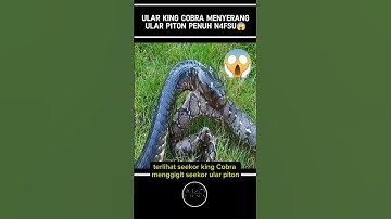 KING COBRA VS PITON⁉️😱#shorts