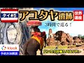 【🇹🇭タイ#5】象乗り＆アユタヤ遺跡を3時間で巡る🚌コスパ最強バスツアー【バンコク5泊6日】女1人旅✈️