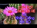 Xương Rồng Đột biến giá rẻ và nhiều giống mới xịn tại Xương Rồng BMT  #cayxuongrong #xuongrongbmt