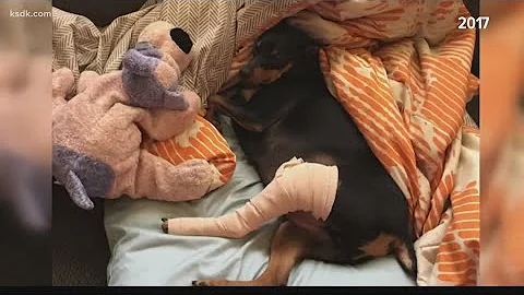Dangerous tree knocks out dog for the second time