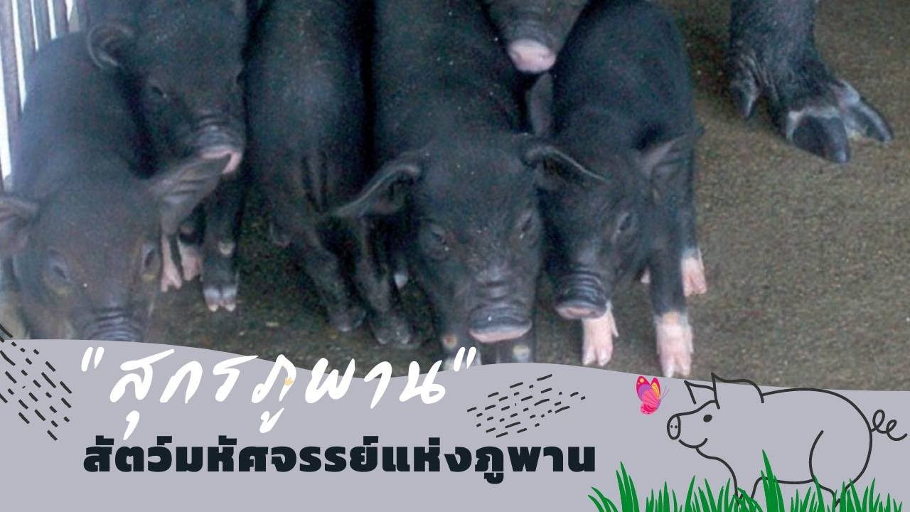 มหัศจรรย์แห่งศูนย์ฯ ภูพานฯ ตอน หมูภูพาน