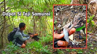 Download Lagu Pasang dan Cek jerat punai malah dapat si jantan merah taji Samurai, sungguh beruntung MP3